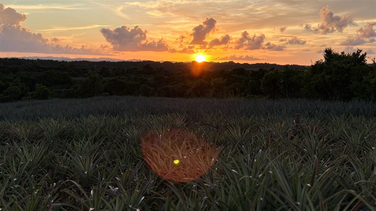Sunset over a pineapple field